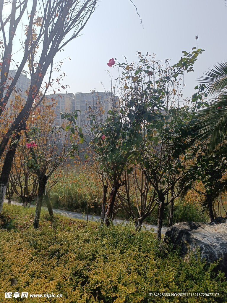 秋日林间小路美景