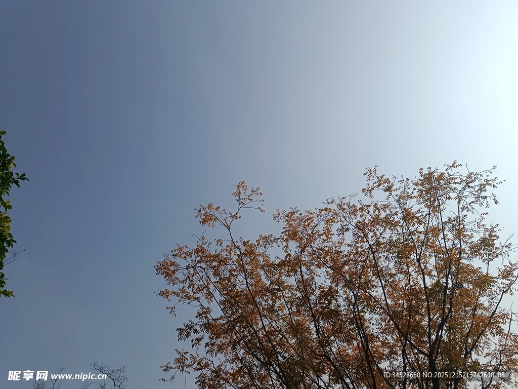 阳光下的树木与蓝天