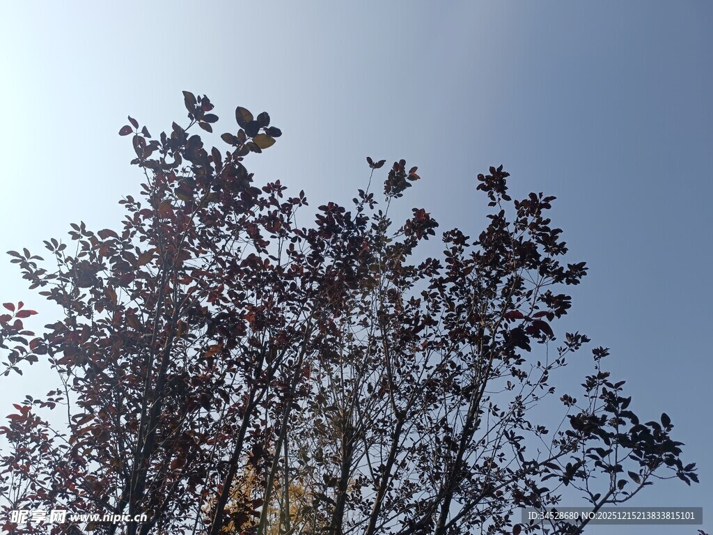 蓝天映衬下的繁茂树木