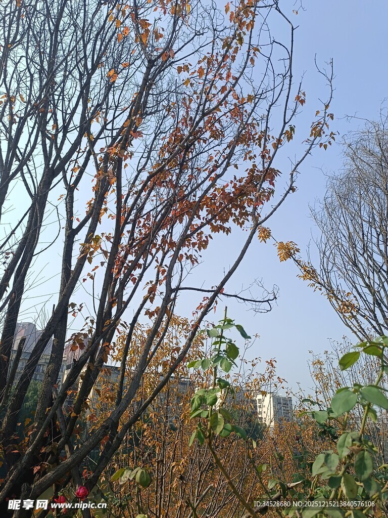 秋日枯树与蓝天景象