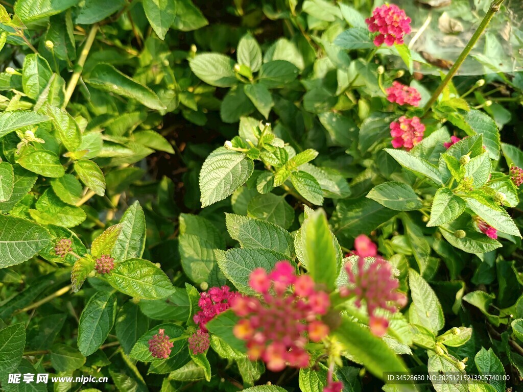 绿叶丛中绽放的艳丽花朵