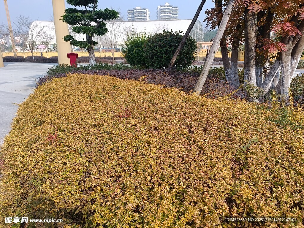 金黄灌木丛景观