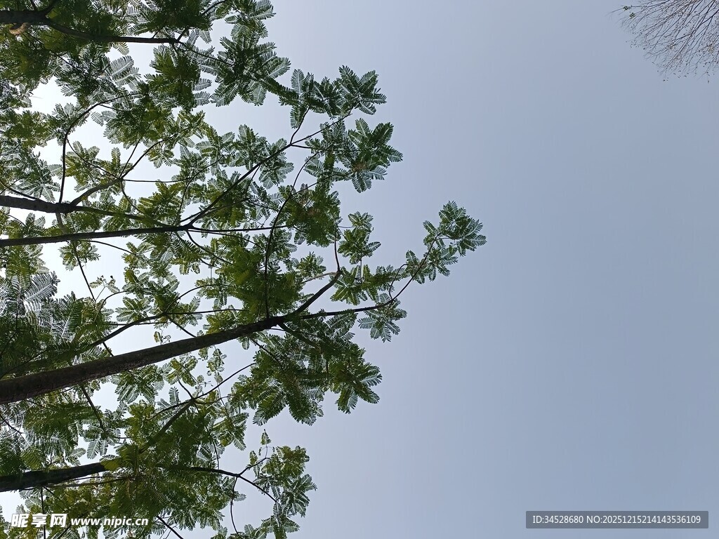 仰视葱郁树木与蓝天
