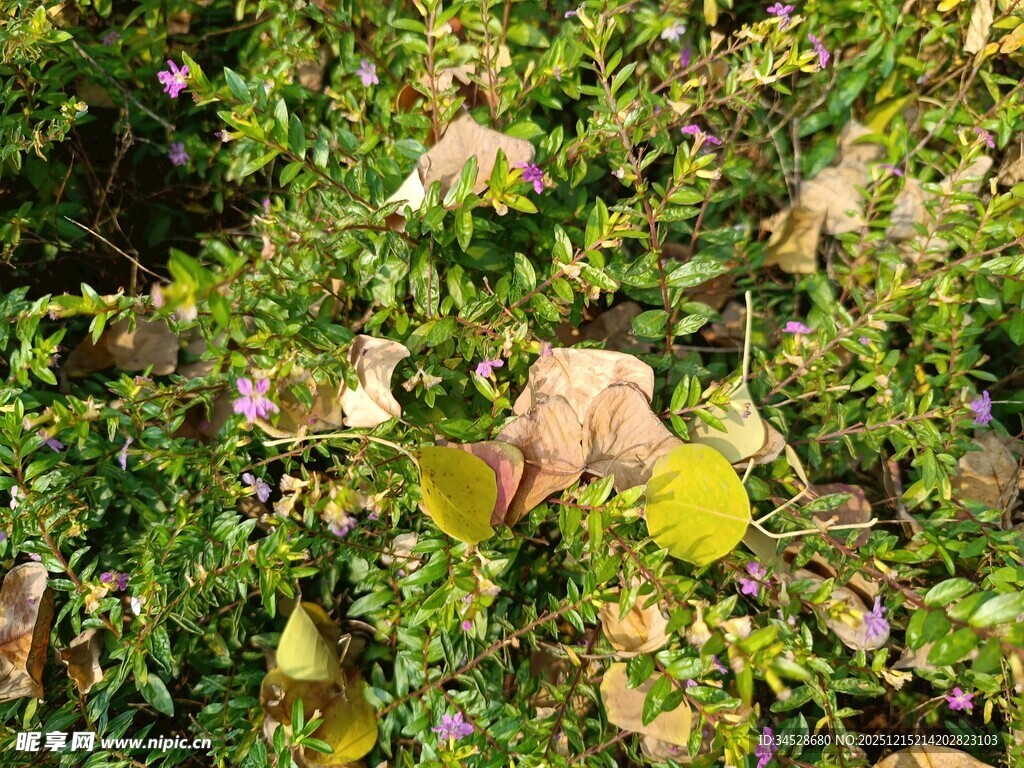 绿叶丛中的多彩植物果实