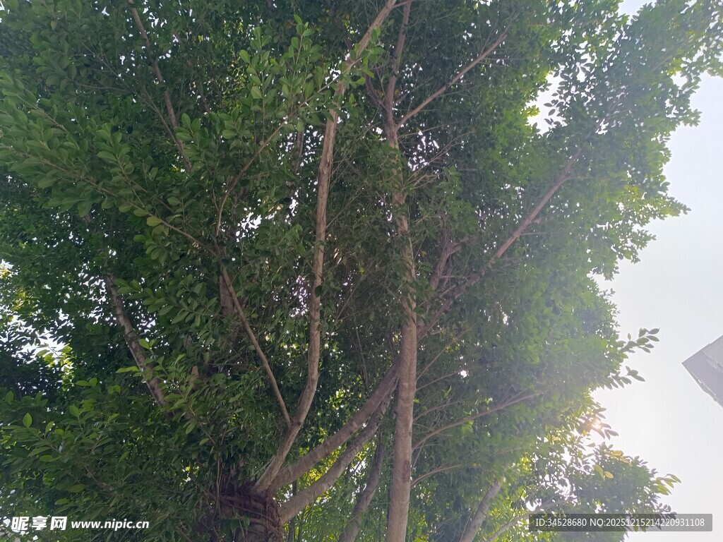 阳光透过枝叶的葱郁树木