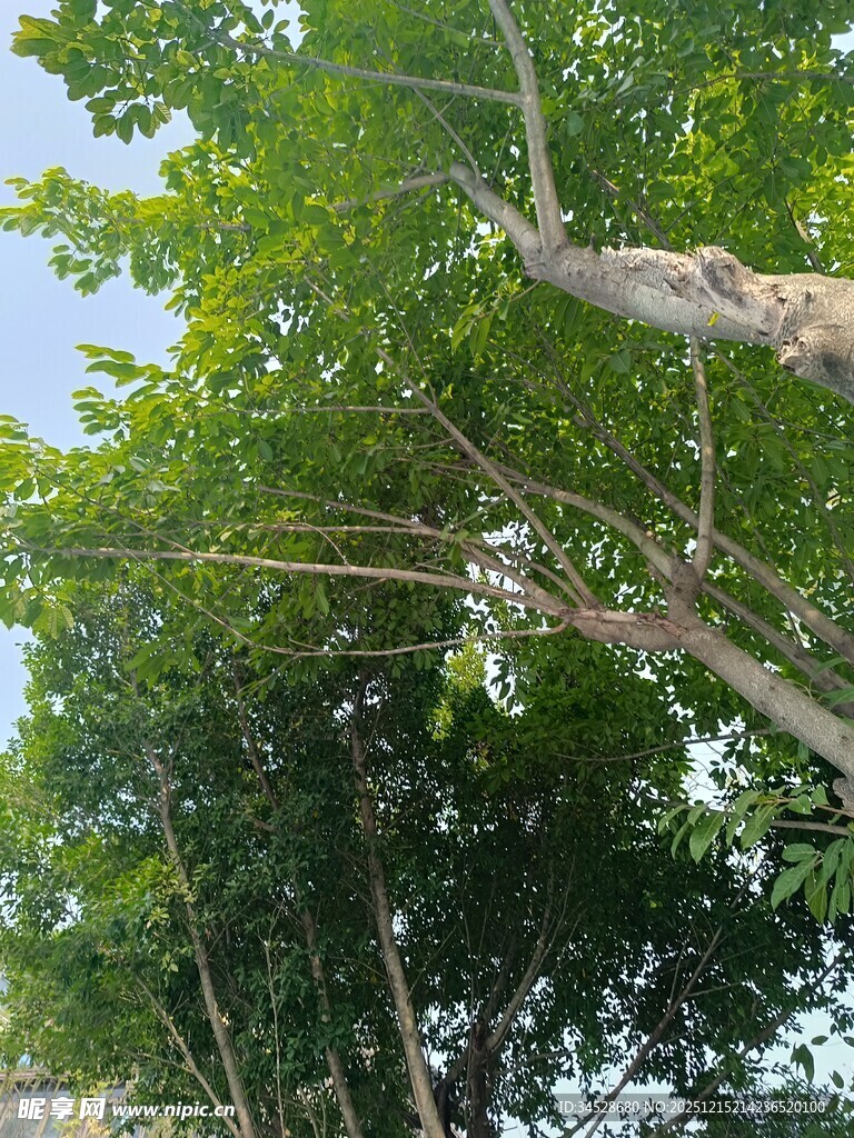 繁茂绿树与伸展的树枝