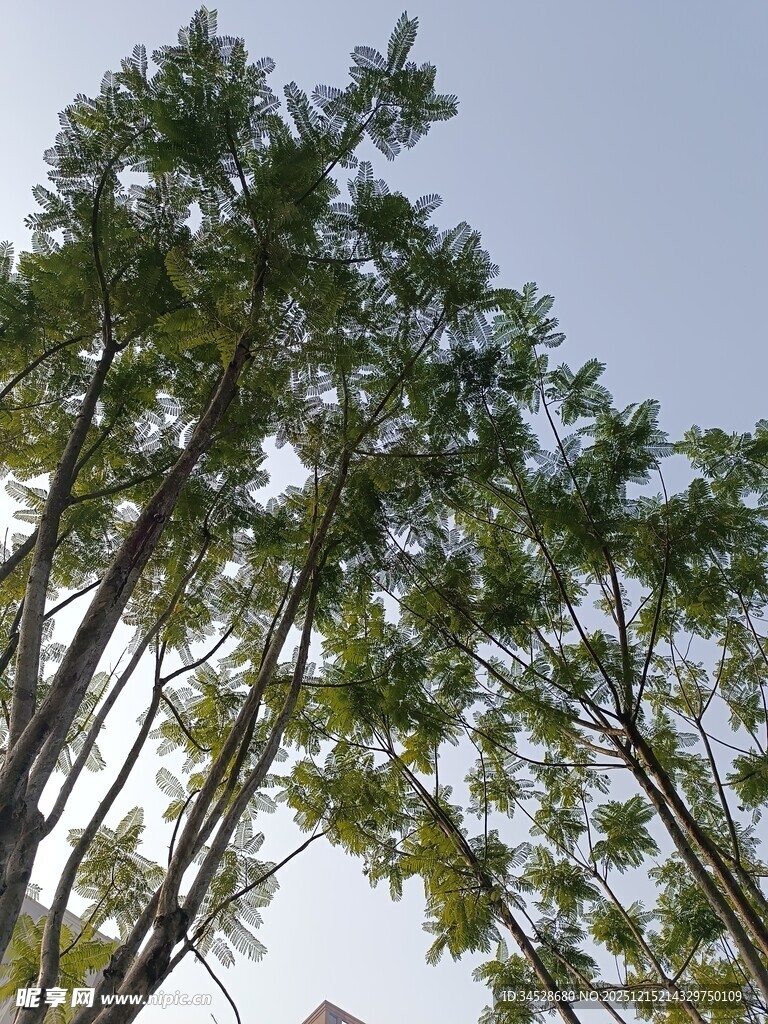 仰视下的挺拔树木