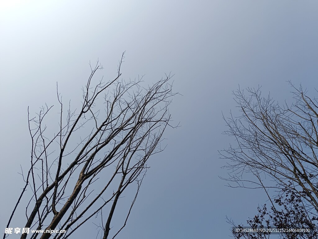 冬日枯树映蓝天