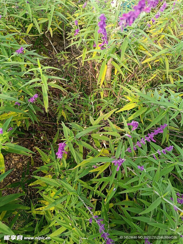 紫色野花绽放于绿意间