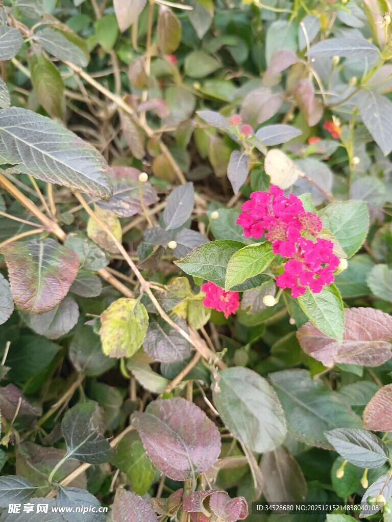 绿叶丛中绽放的娇艳红花