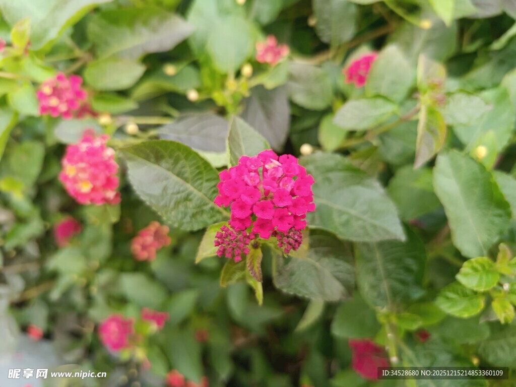 娇艳粉色花朵与绿叶相伴