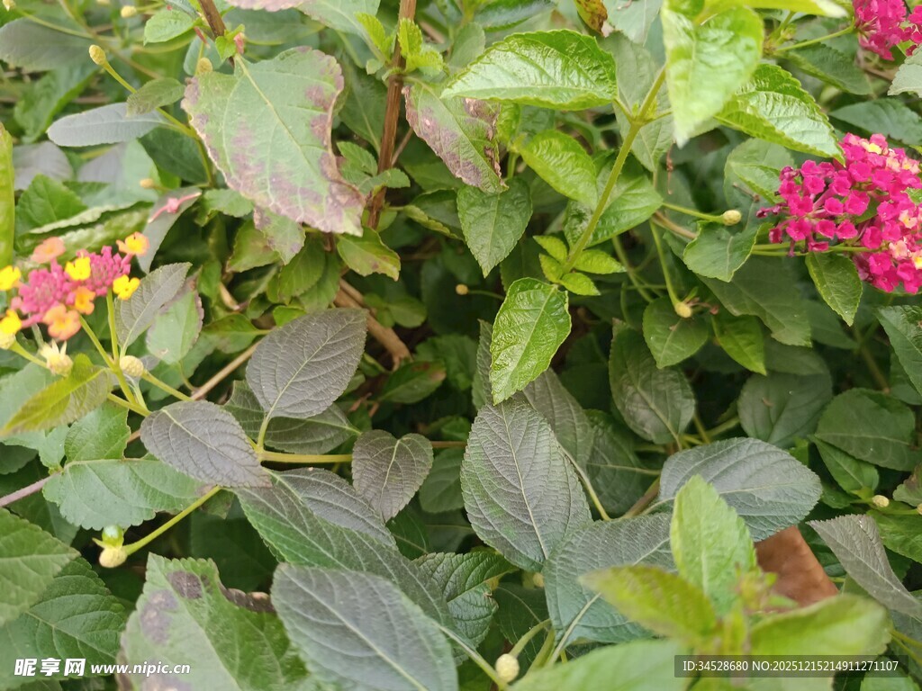 多彩花卉绿植景观