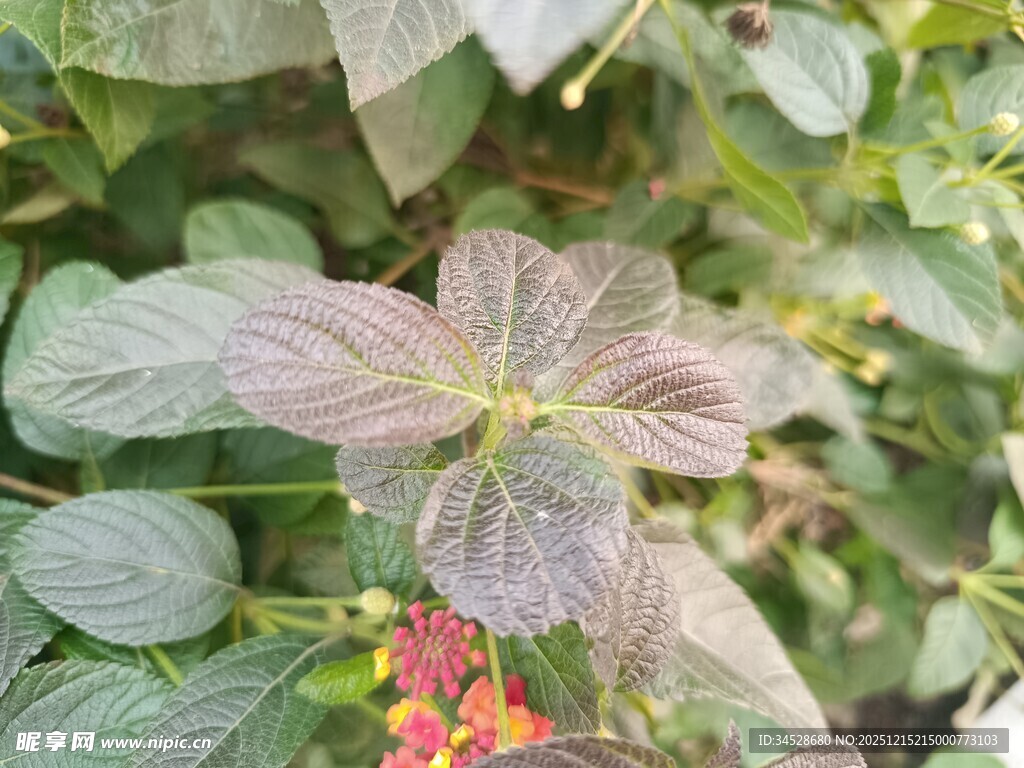 多彩叶片植物特写