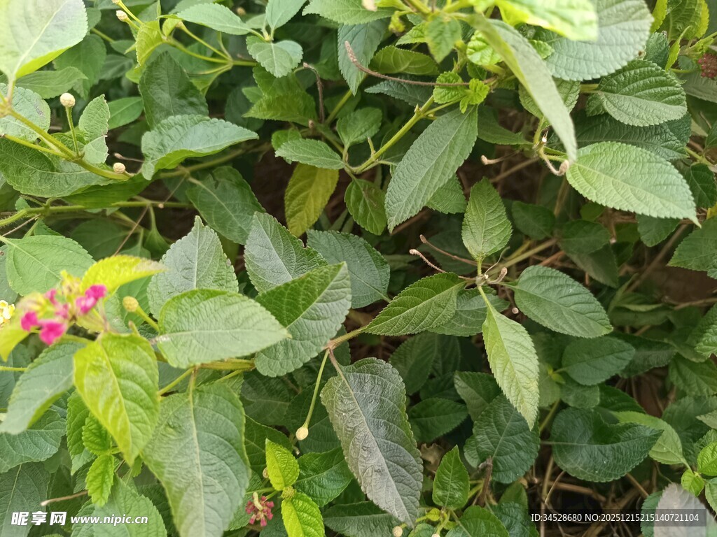 绿叶丛中点缀粉色小花