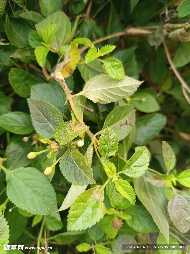 绿叶间的植物细节
