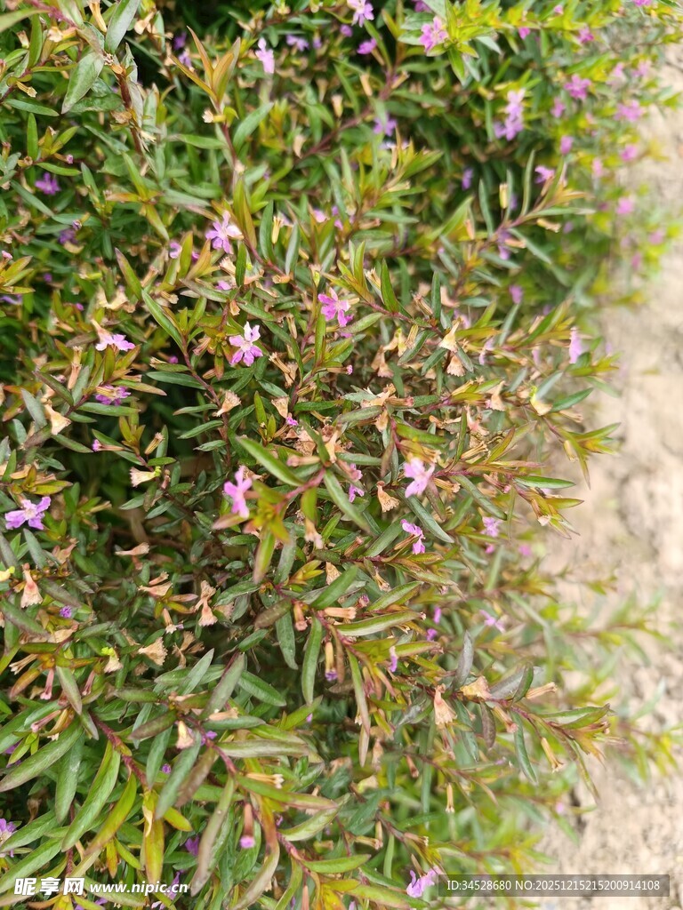 绿叶间绽放的紫色小花