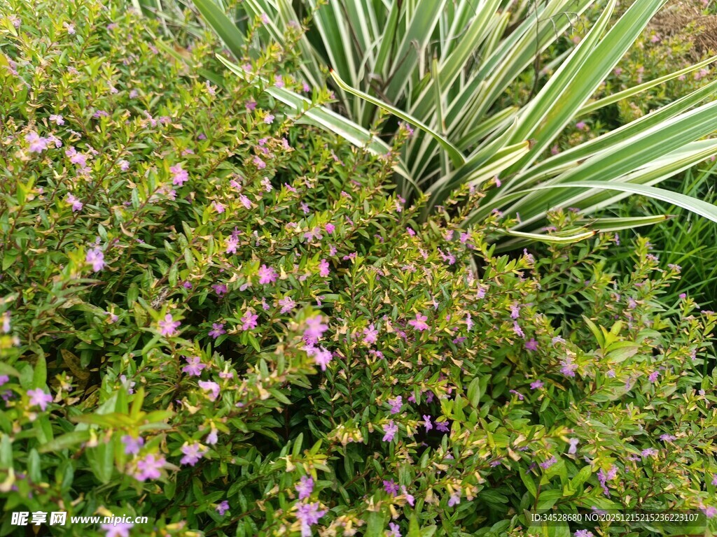 繁茂绿植中的紫色小花