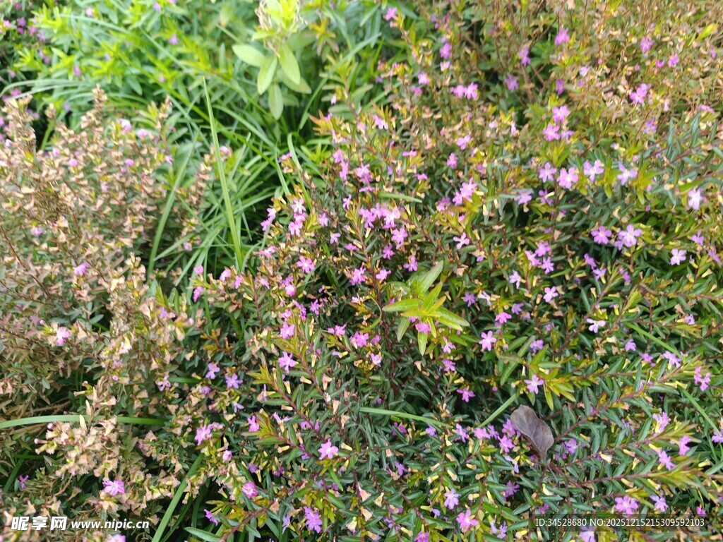 多彩繁茂的花草景观
