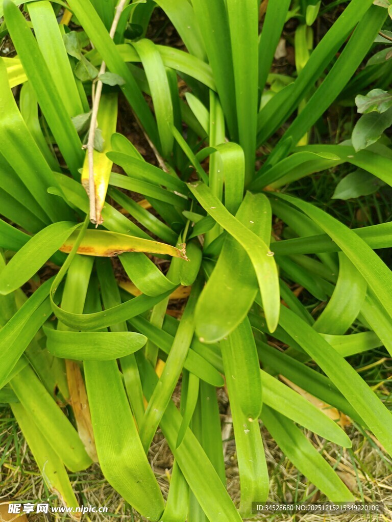 翠绿舒展的细长叶片植物