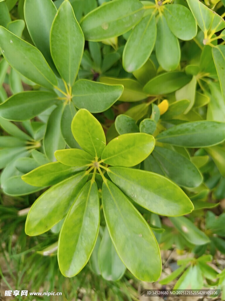 翠绿叶片的植物特写