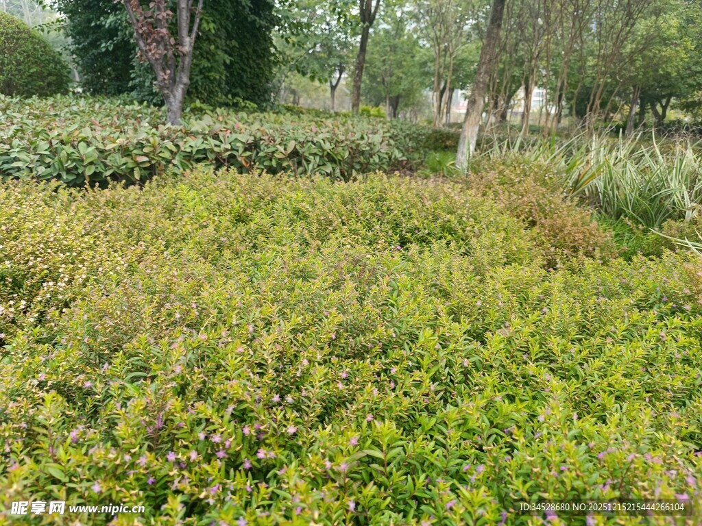 绿意盎然的户外植物景观