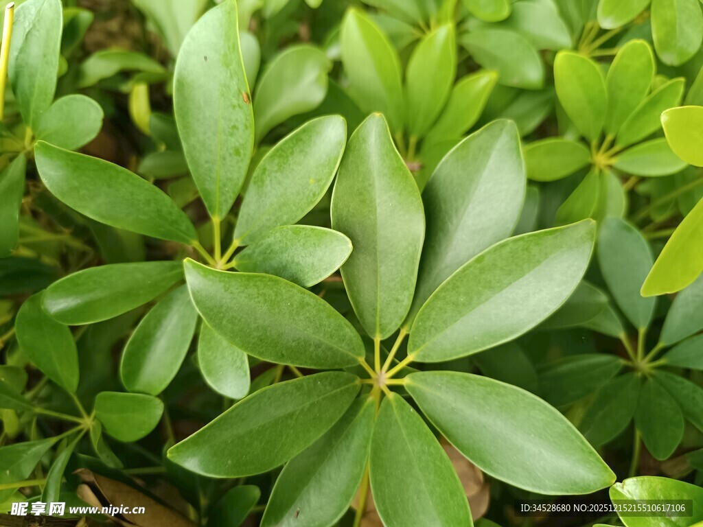 翠绿繁茂的掌状叶片植物