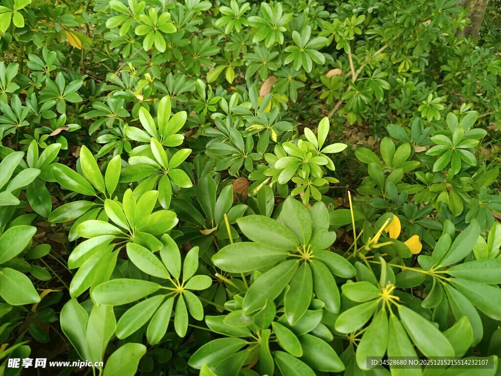 繁茂绿植中的黄色小花