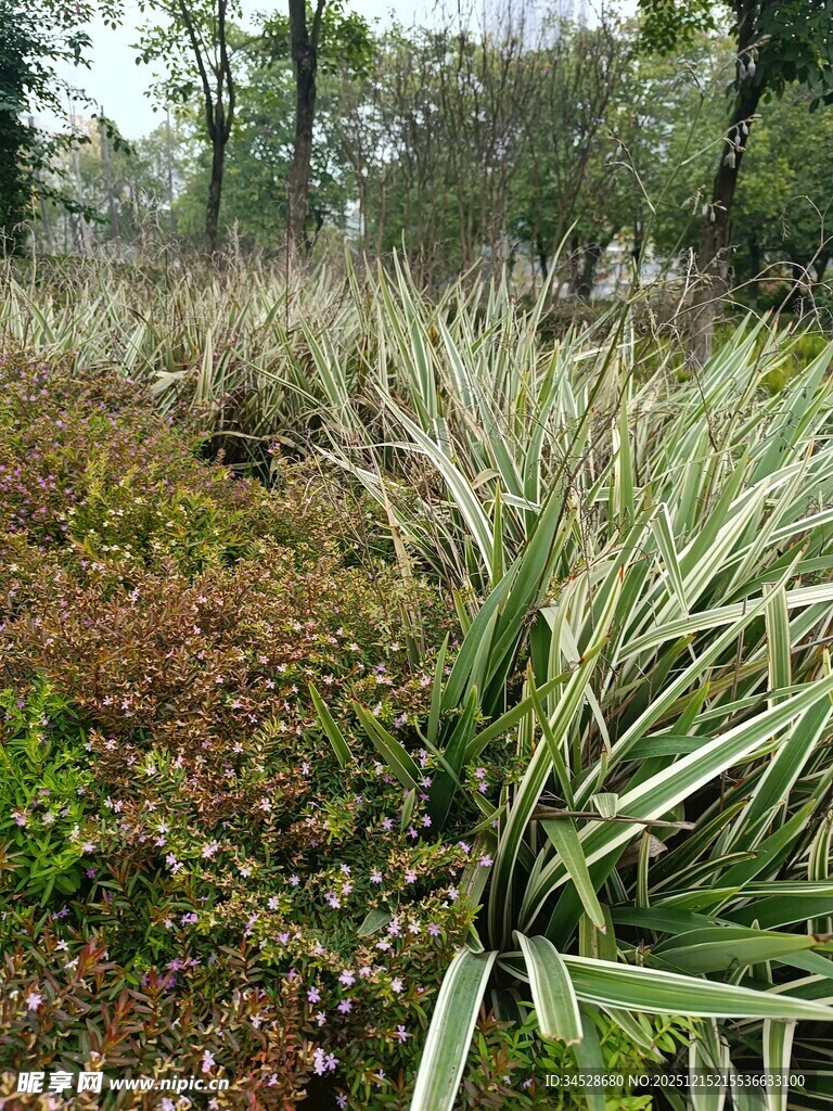 野外繁茂的多样植物景观