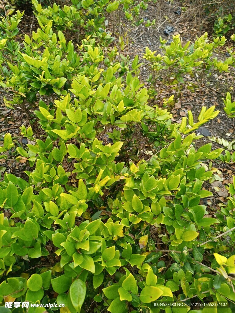 翠绿繁茂的灌木丛