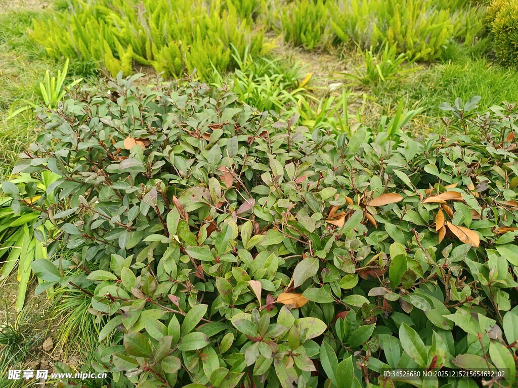 绿叶间的红色果实植物