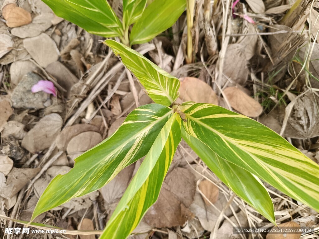黄绿相间竹叶植物特写