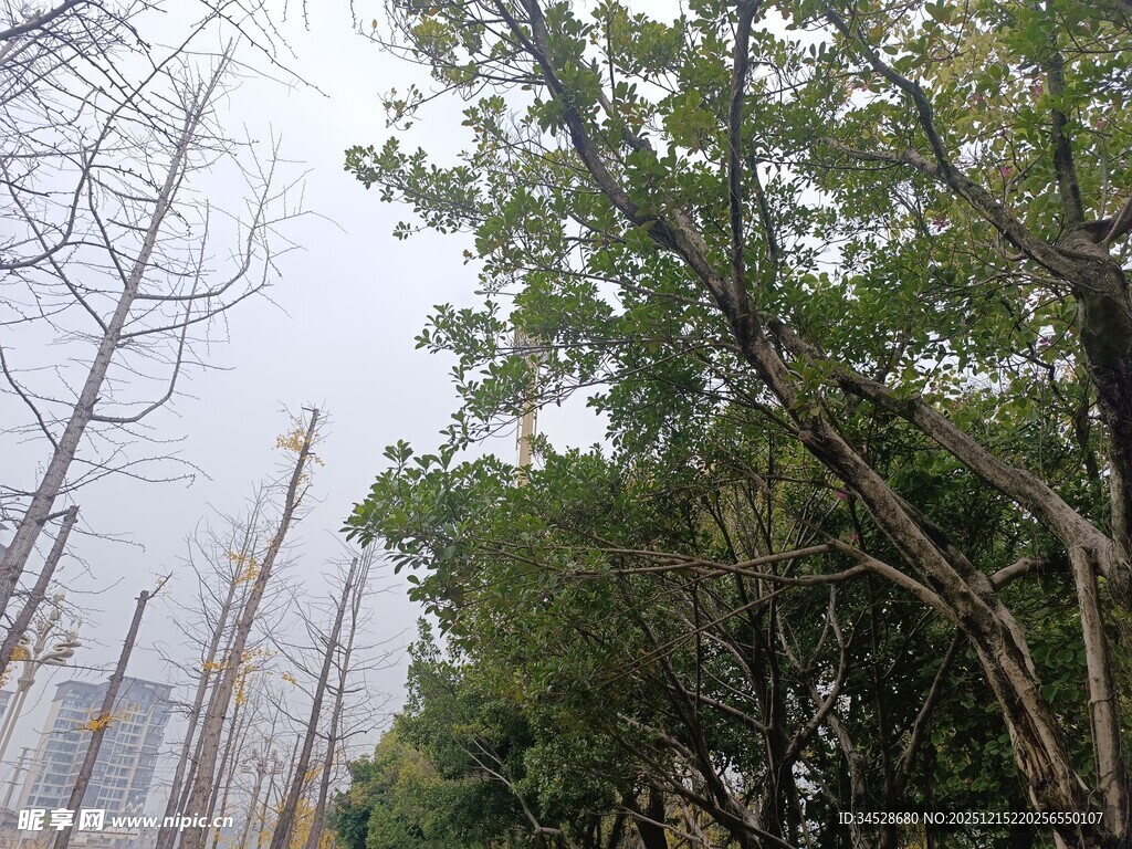 城市中葱郁的树木景观