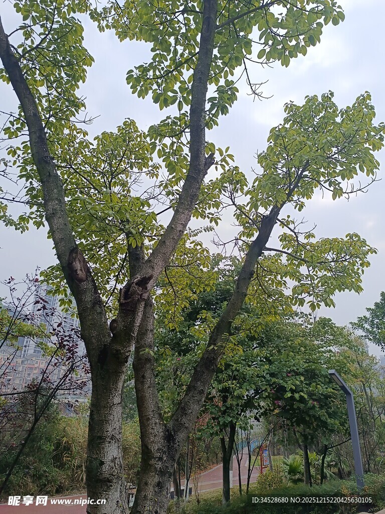 公园林荫道绿树成荫