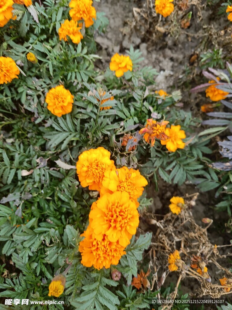 盛开的橙色万寿菊花朵