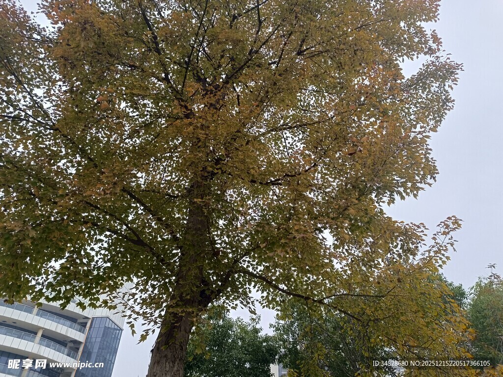 秋日校园中的高大银杏树