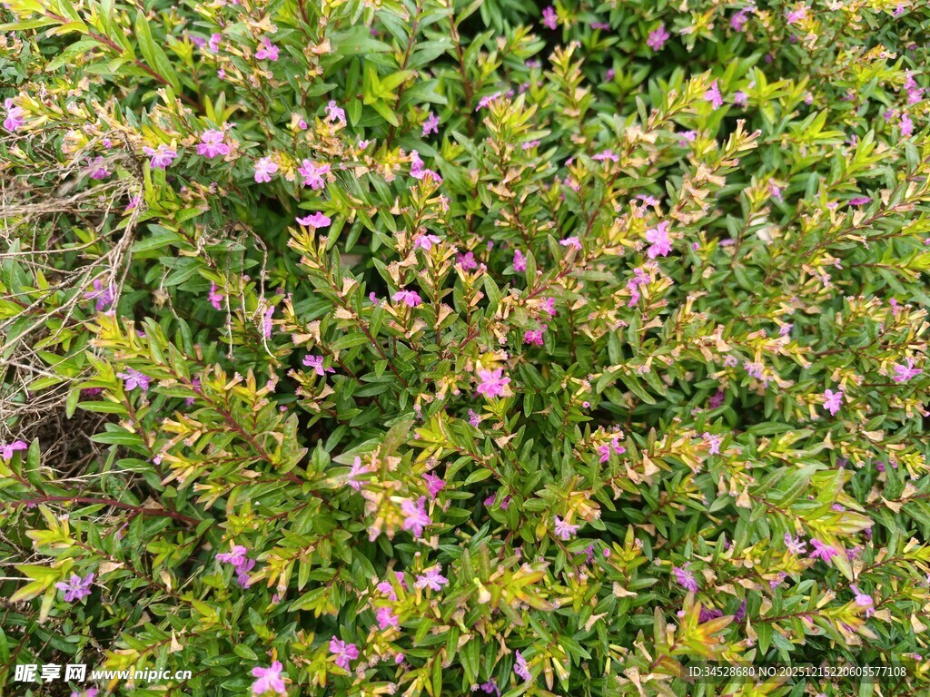 繁茂花丛中的紫色小花