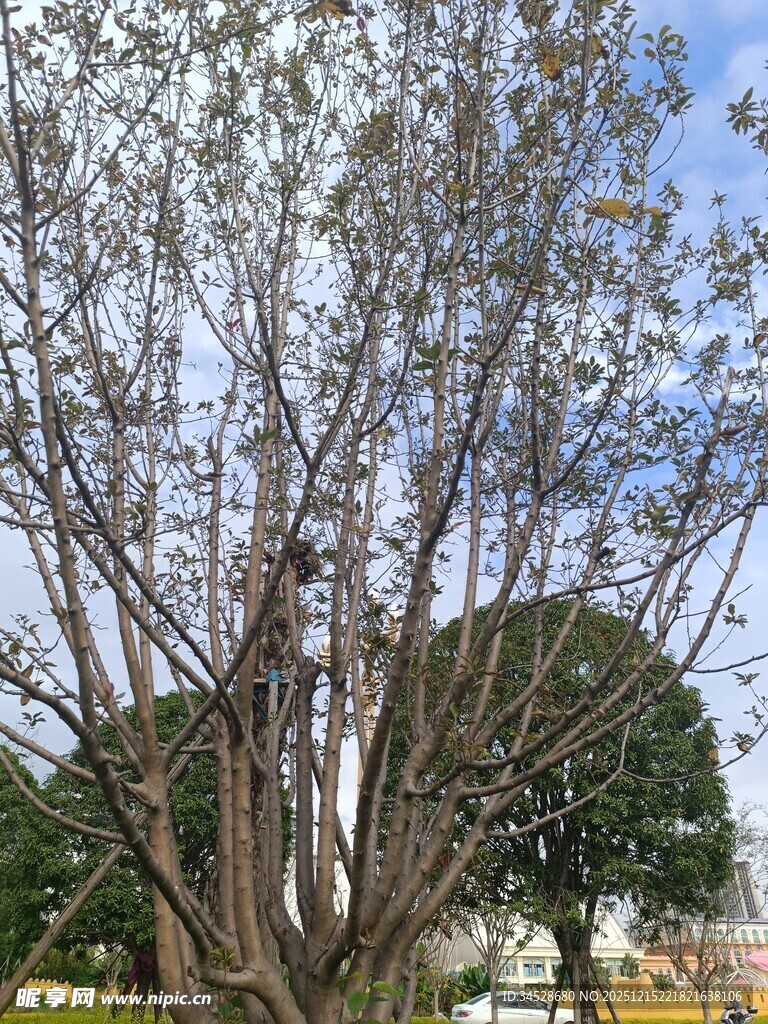 光秃树木与背景建筑景观