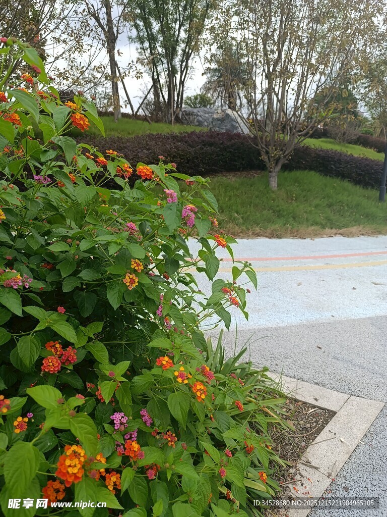 路边绽放的多彩花卉景观