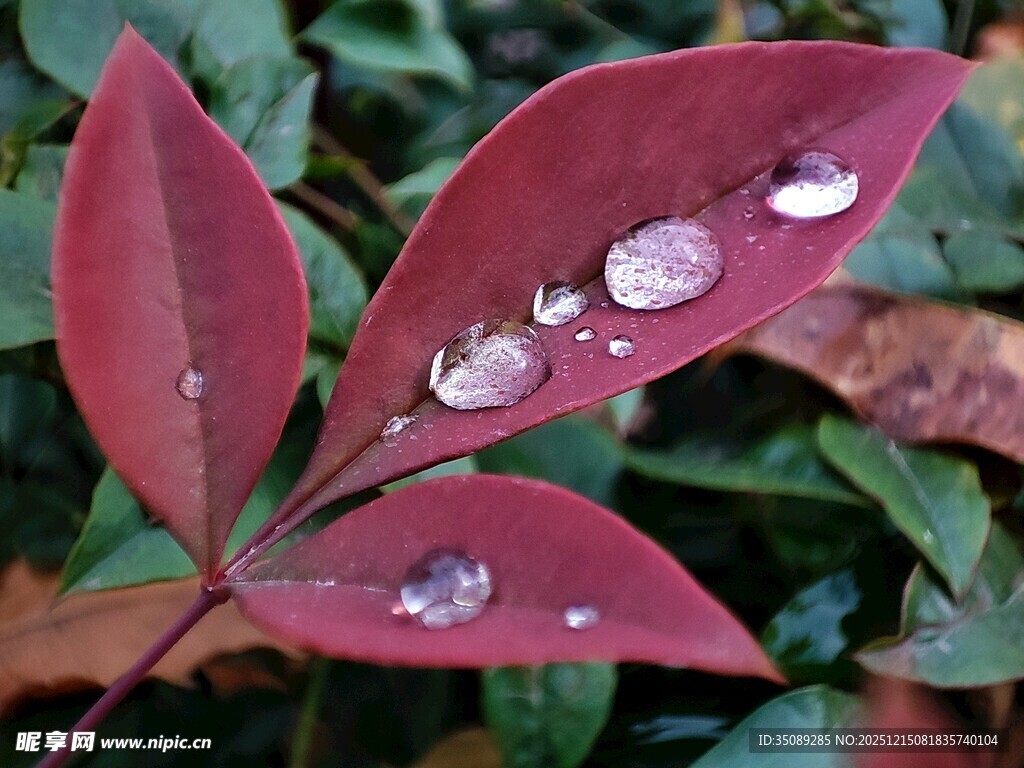 红叶上的晶莹水珠