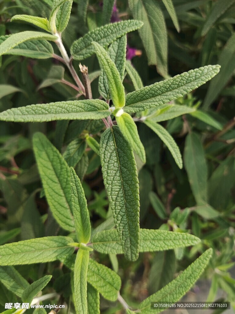 嫩绿清新的植物枝叶