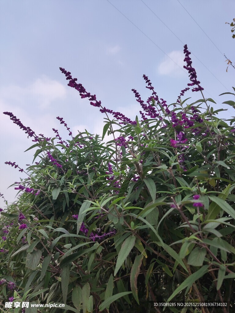 紫色花卉植物特写