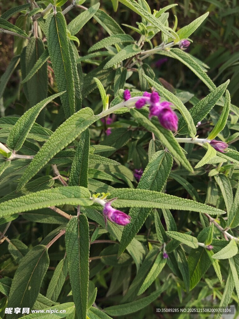 绿叶间绽放的紫色小花