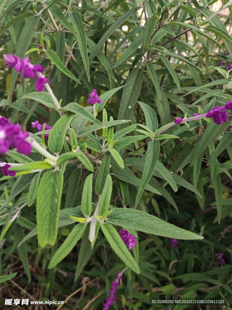紫色花卉与绿叶植物景观