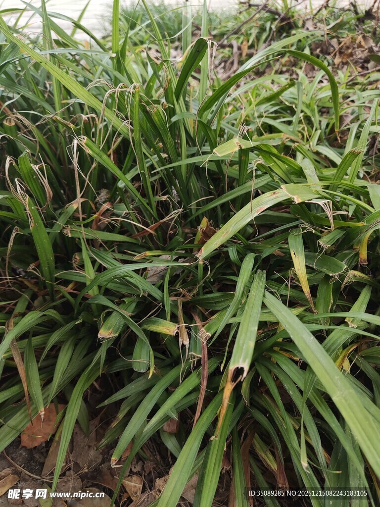 茂盛的绿色植物景观