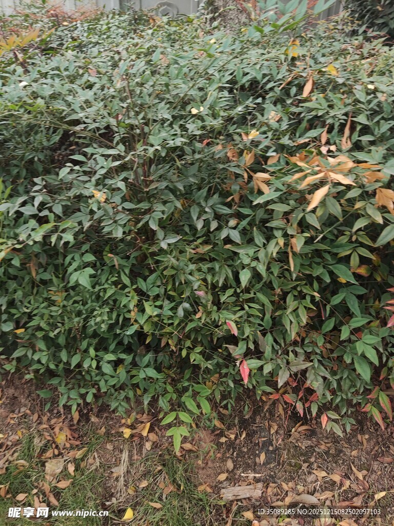 绿叶繁茂的植物景观