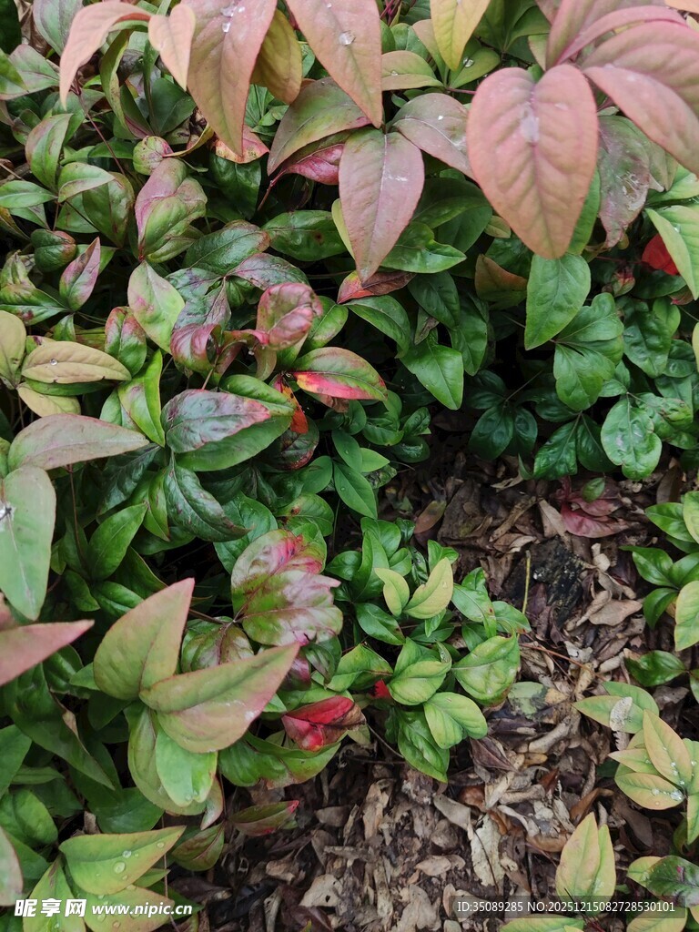 多彩叶片植物景观