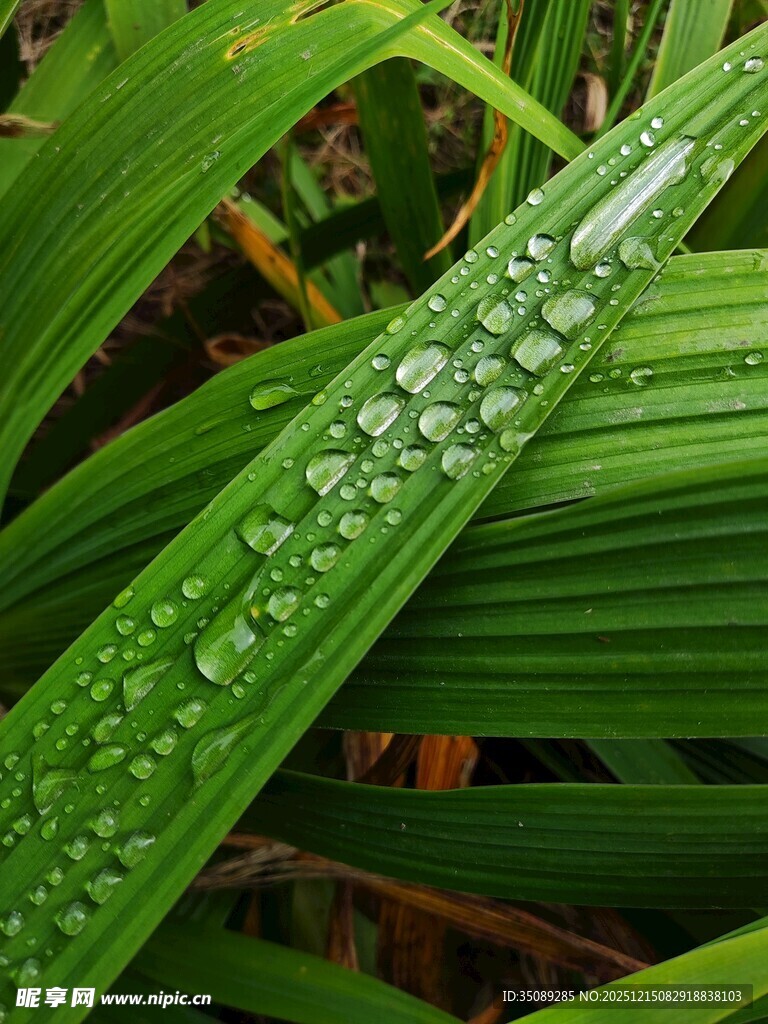 绿叶上晶莹的水珠