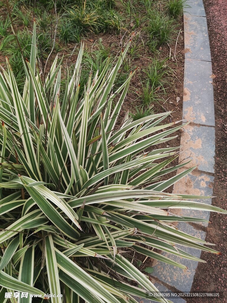 金边龙舌兰植物特写