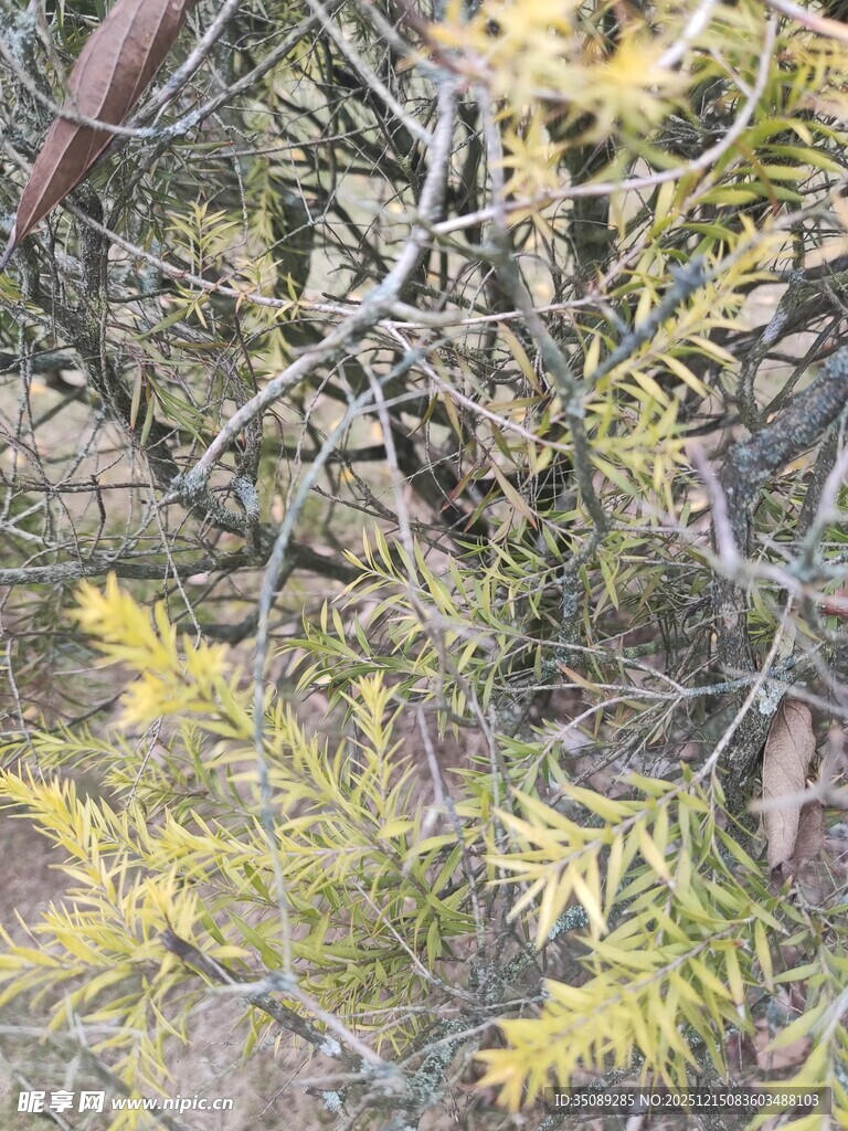金黄枝叶的植物特写