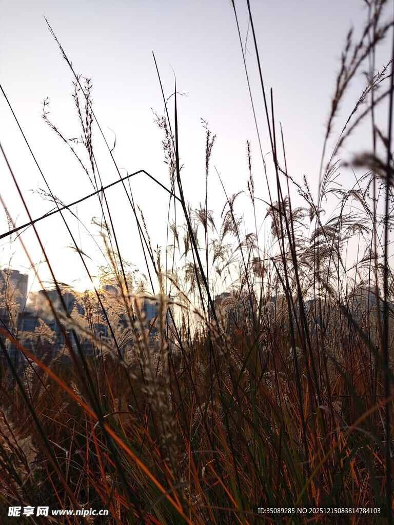 夕阳下的芦苇丛